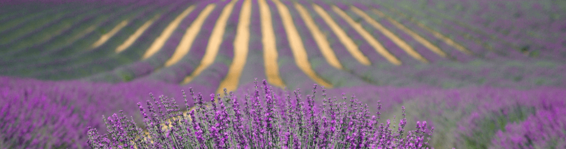 lavendel roadtrip frankrijk
